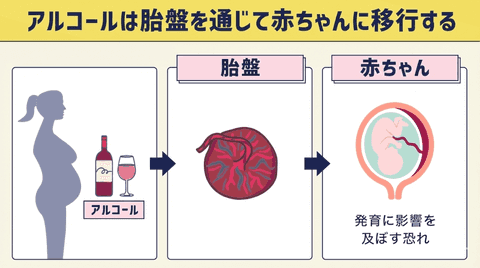 お酒は赤ちゃんに影響する?未来の妊娠に備えて知っておきたい基礎知識 - はじめよう プレコンセプションケア - こども家庭庁