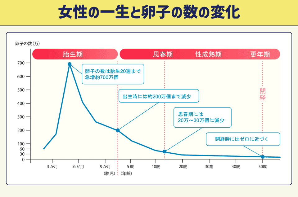 女性の一生と卵子の数の変化