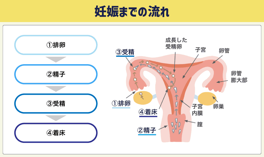 妊娠までの流れ